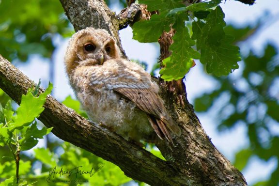 ca. 8 Wochen alter Ästling